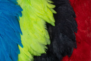 Ewing Body Soft Patch